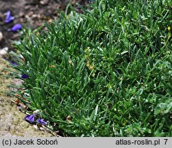 Saponaria ×olivana (mydlnica oliwska)