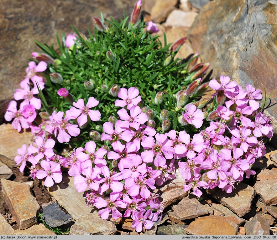 Saponaria ×olivana (mydlnica oliwska)