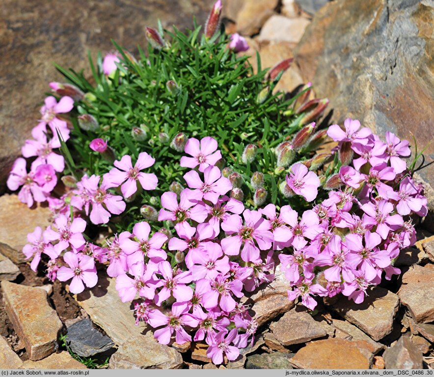 Saponaria ×olivana (mydlnica oliwska)