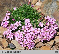 Saponaria ×olivana (mydlnica oliwska)