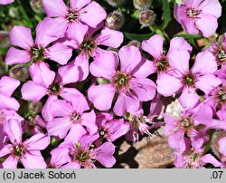 Saponaria ×olivana (mydlnica oliwska)