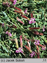 Saponaria sicula (mydlnica sycylijaska)