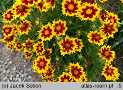 Coreopsis grandiflora Solar Jewel