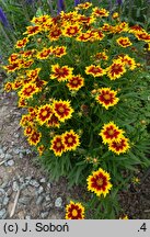 Coreopsis grandiflora Solar Jewel