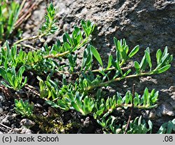 Corrigiola litoralis ssp. telephiifolia