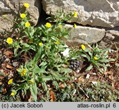 Calendula arvensis (nagietek polny)