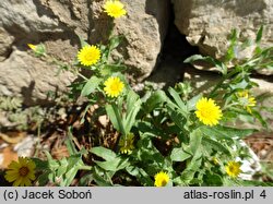 Calendula arvensis (nagietek polny)