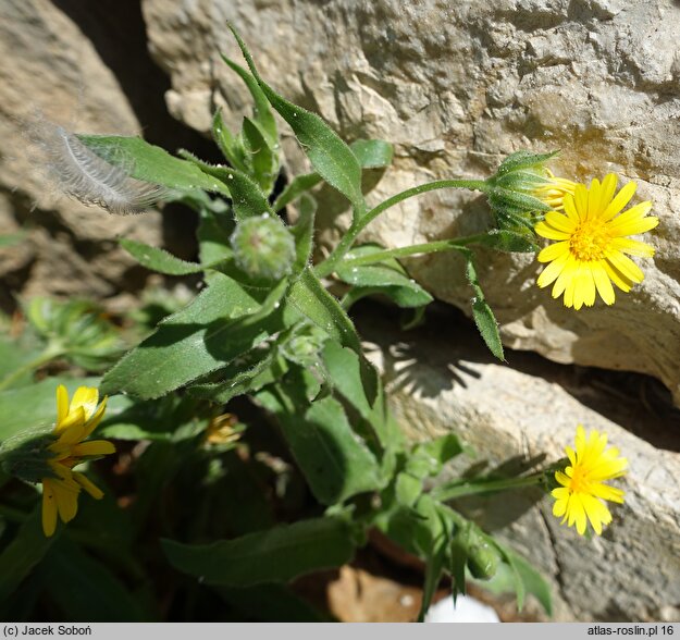 Calendula arvensis (nagietek polny)