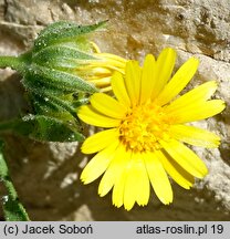 Calendula arvensis (nagietek polny)