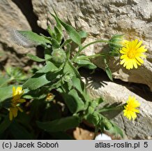 Calendula arvensis (nagietek polny)