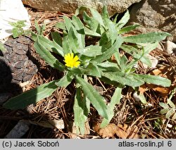 Calendula arvensis (nagietek polny)