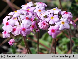 Androsace studiosorum (naradka pierwiosnkowata)