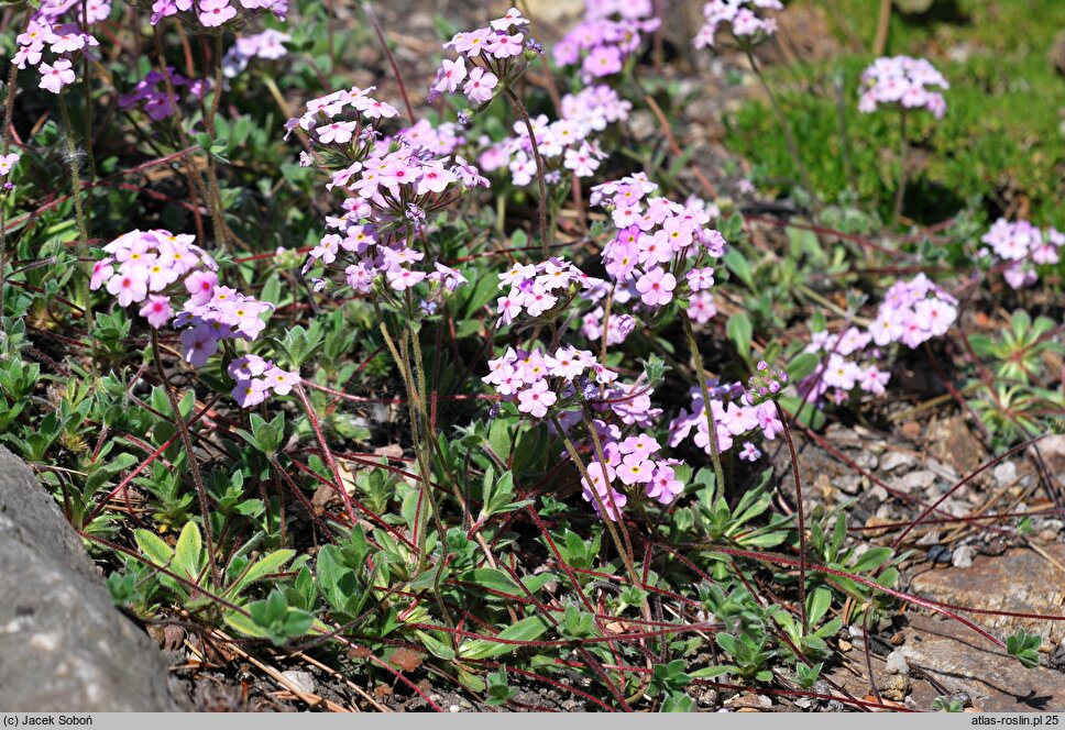 Androsace studiosorum (naradka pierwiosnkowata)