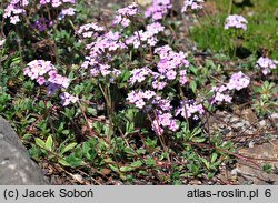 Androsace studiosorum (naradka pierwiosnkowata)