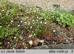 Androsace septentrionalis Stardust