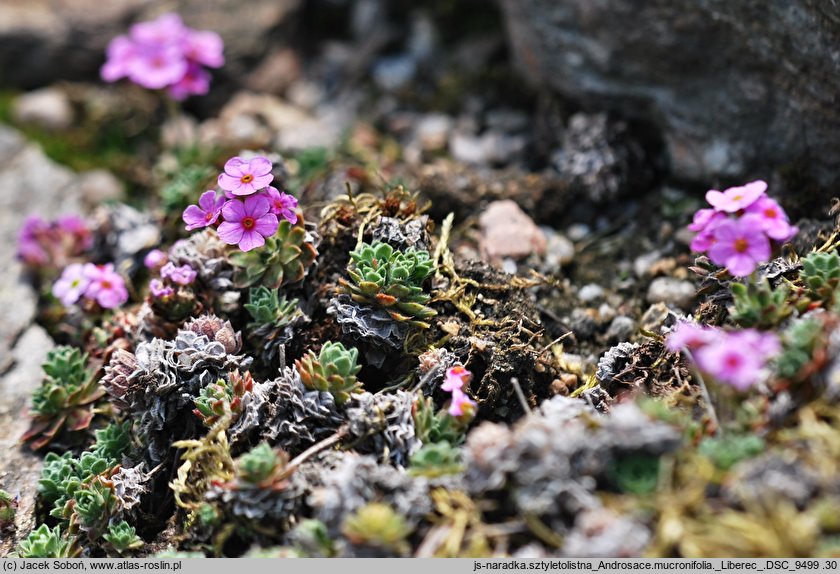 Androsace mucronifolia (naradka sztyletolistna)