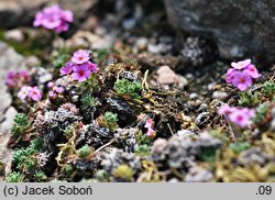 Androsace mucronifolia (naradka sztyletolistna)