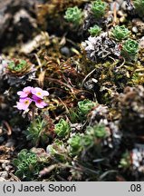 Androsace mucronifolia (naradka sztyletolistna)