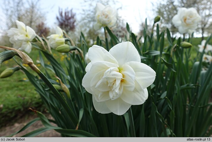 Narcissus Acropolis