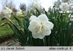 Narcissus Acropolis