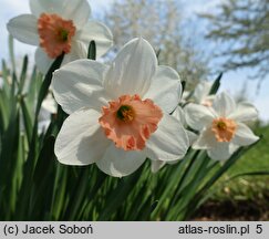 Narcissus Heart Throb