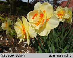 Narcissus Tahiti