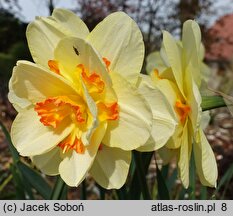 Narcissus Tahiti