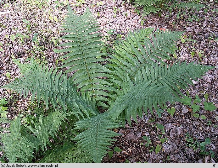 Dryopteris filix-mas (nerecznica samcza)