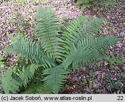 Dryopteris (nerecznica)