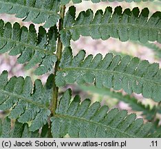 Dryopteris filix-mas (nerecznica samcza)