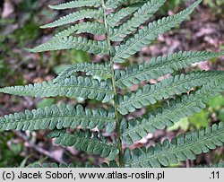 Dryopteris filix-mas (nerecznica samcza)