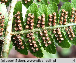 Dryopteris filix-mas (nerecznica samcza)