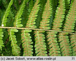 Dryopteris filix-mas (nerecznica samcza)