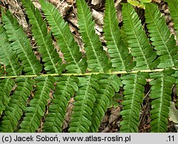 Dryopteris filix-mas (nerecznica samcza)