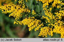 Solidago Crown of Rays