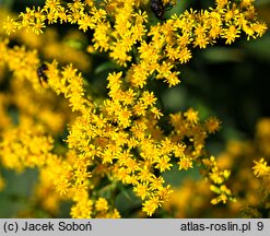 Solidago Crown of Rays