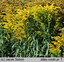 Solidago Crown of Rays