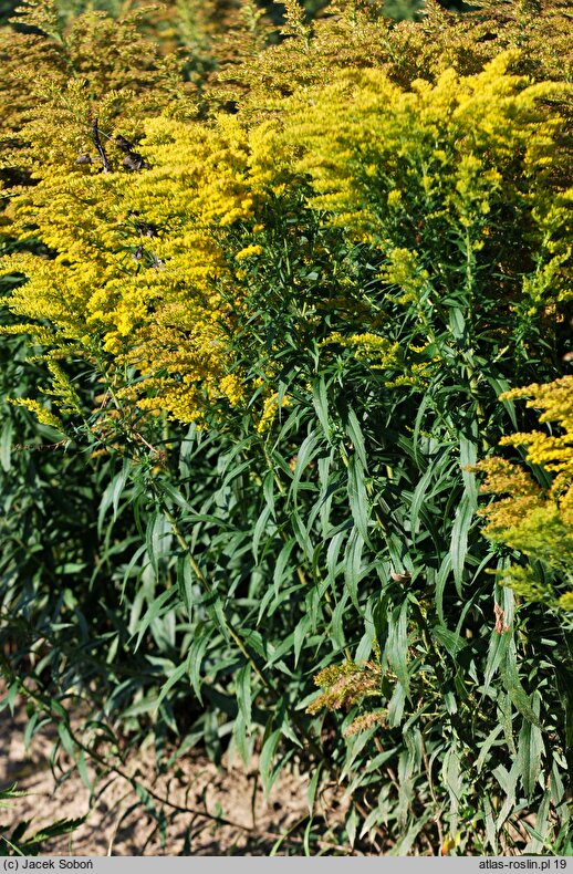 Solidago Crown of Rays