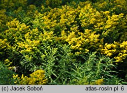 Solidago Laurin