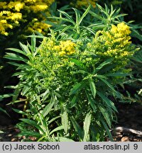 Solidago Laurin