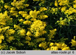 Solidago Laurin