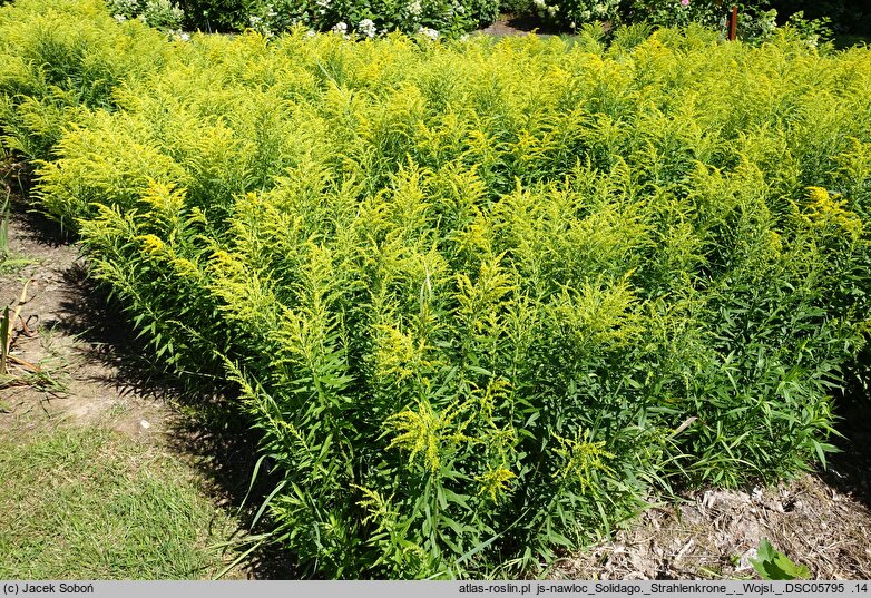 Solidago Strahlenkrone