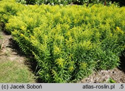 Solidago Strahlenkrone
