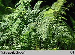 Dryopteris stewartii (narecznica Stuarta)