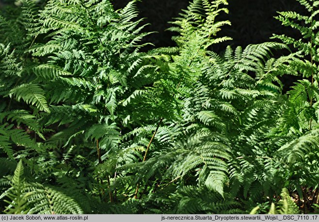 Dryopteris stewartii (narecznica Stuarta)