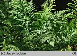 Dryopteris stewartii (narecznica Stuarta)