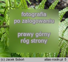 Dryopteris cycadina (nerecznica sagowcowa)
