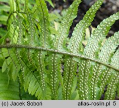 Dryopteris cycadina (nerecznica sagowcowa)