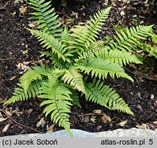 Dryopteris cycadina (nerecznica sagowcowa)