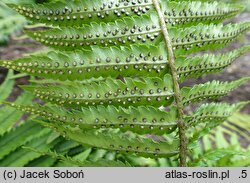 Dryopteris cycadina (nerecznica sagowcowa)